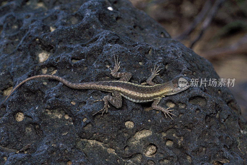 Microlophus bivittatus，即圣Cristóbal熔岩蜥蜴，是Galápagos群岛圣Cristóbal岛特有的一种熔岩蜥蜴。厄瓜多尔。加拉帕戈斯群岛国家公园。圣克里斯托瓦尔岛。